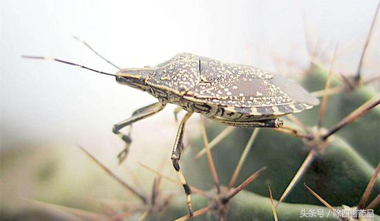 灭杀臭虫用什么药好_灭臭虫杀虫剂_杀臭虫药剂