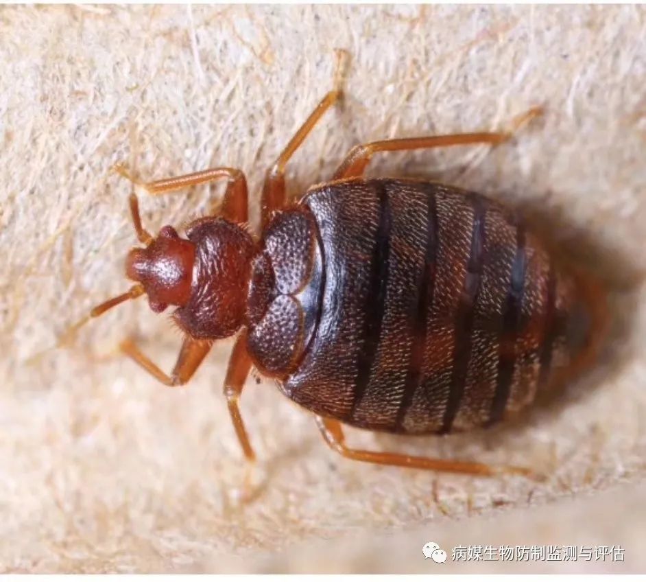 杀臭虫药排行榜_灭臭虫用什么药最好_灭臭虫的药
