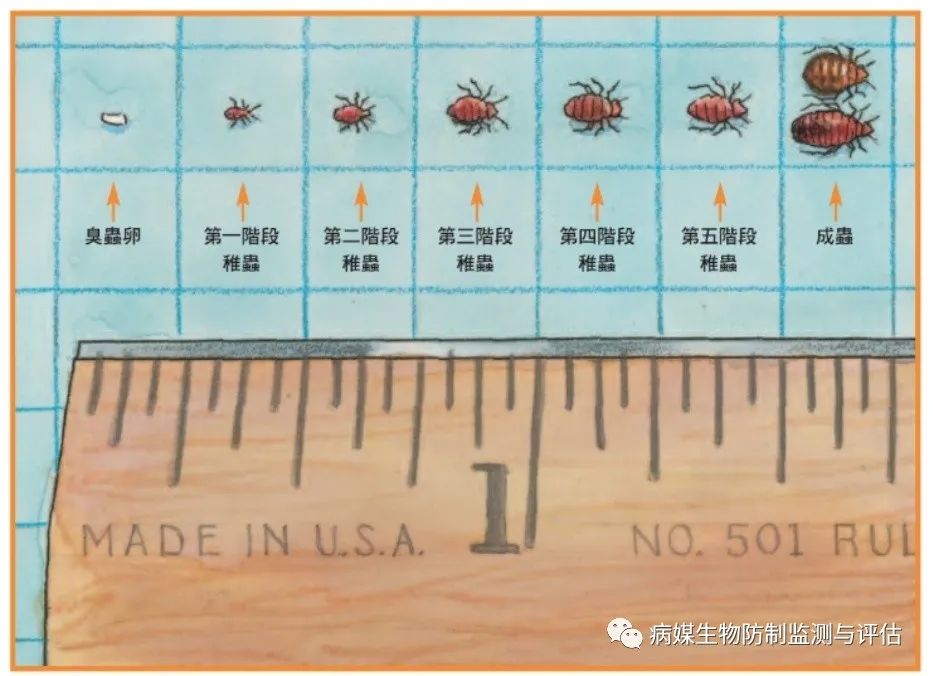 灭臭虫的药_灭臭虫用什么药最好_杀臭虫药排行榜
