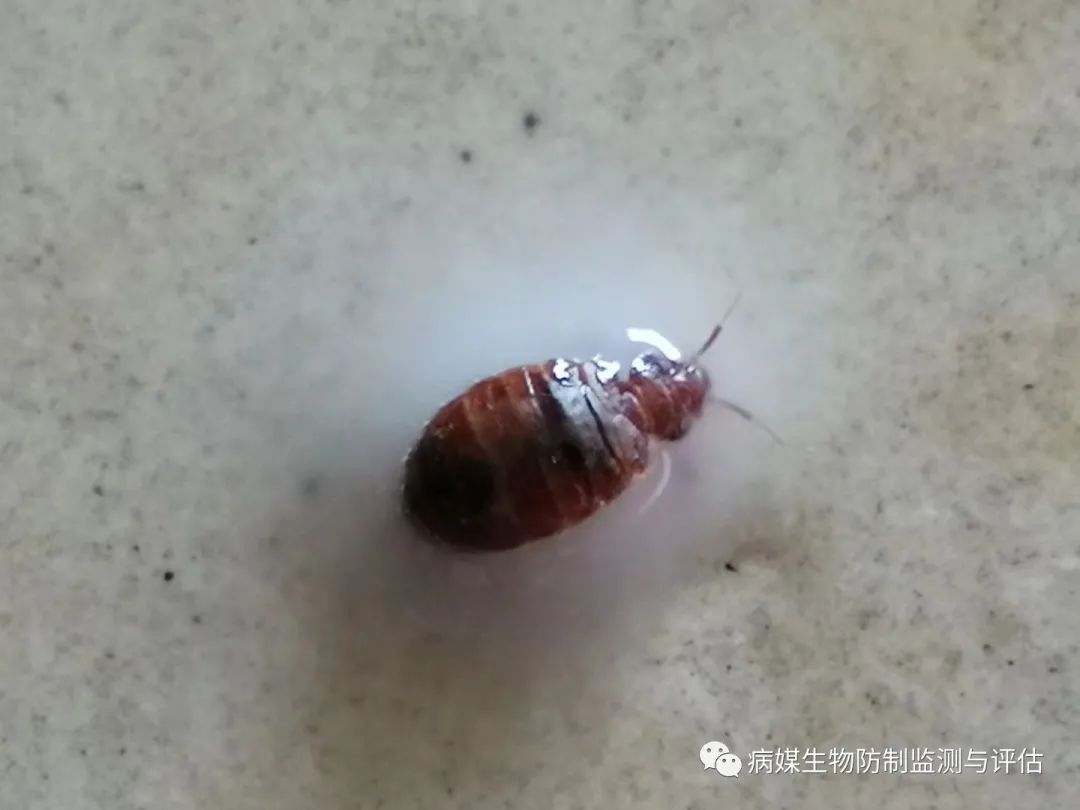 杀臭虫药排行榜_灭臭虫的药_灭臭虫用什么药最好