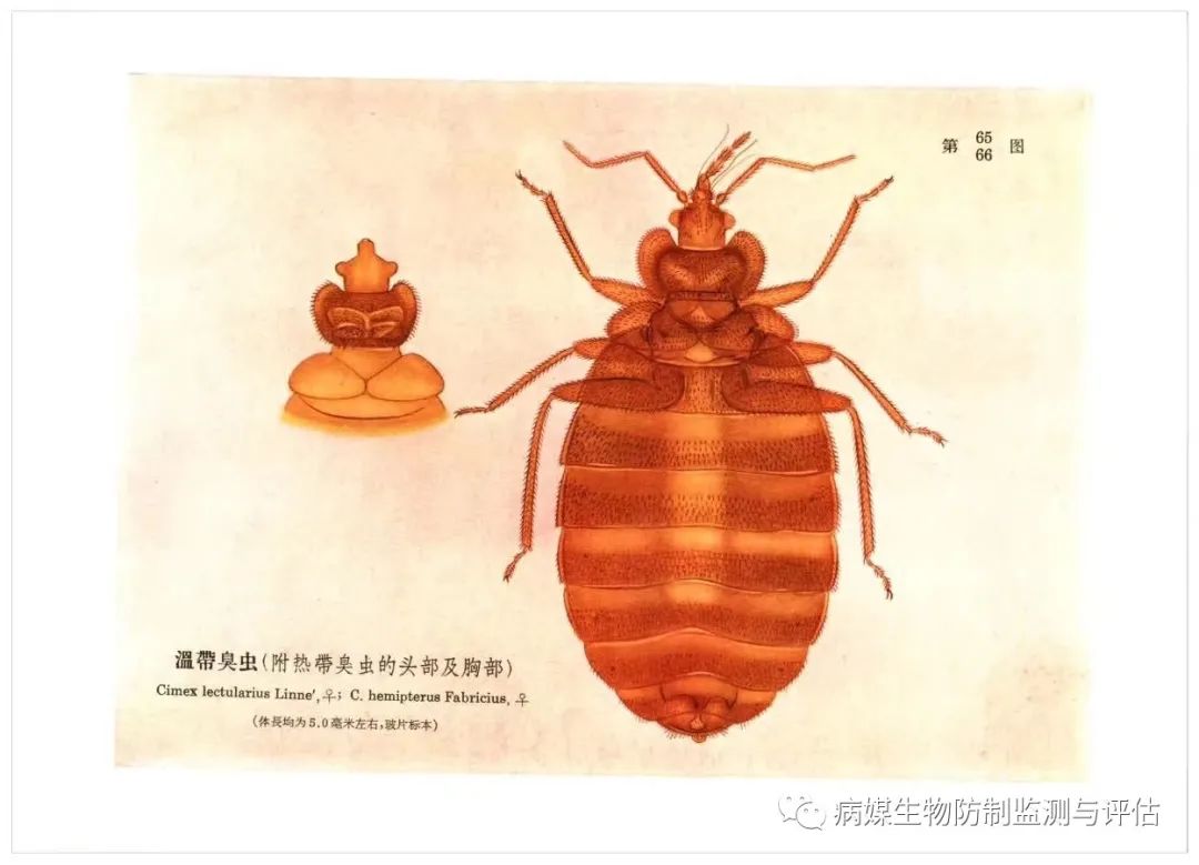 灭臭虫用什么药最好_杀臭虫药排行榜_灭臭虫的药