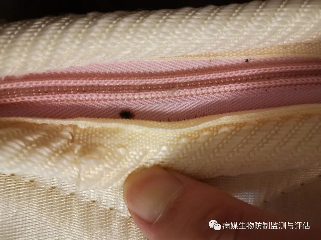 杀臭虫药排行榜_灭臭虫的药_灭臭虫用什么药最好
