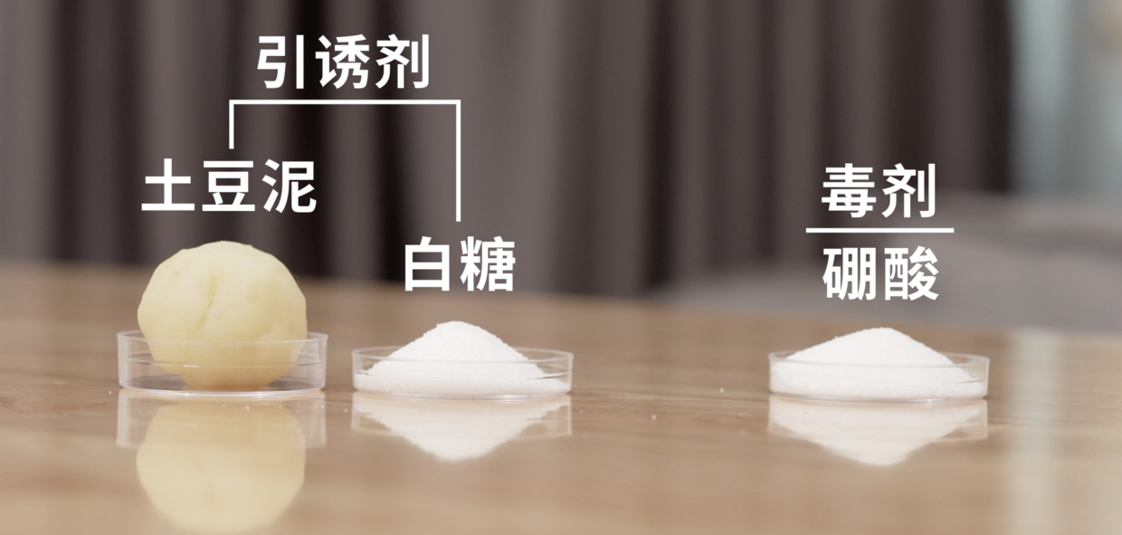 灭蟑螂用药_灭蟑螂药_灭杀蟑螂药