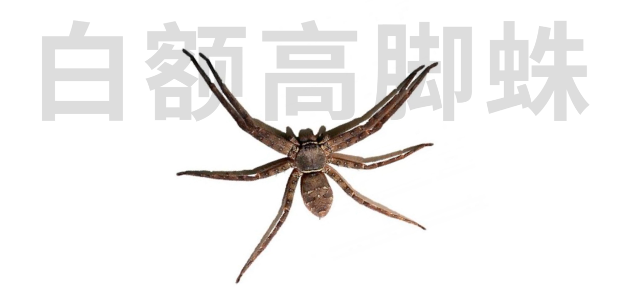 灭蟑螂药_灭杀蟑螂药_灭蟑螂用药