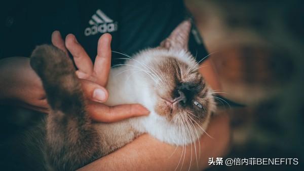灭跳蚤最有效的杀虫剂_灭跳蚤的杀虫剂_灭跳蚤农药