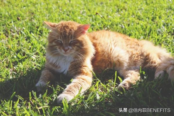 灭跳蚤最有效的杀虫剂_灭跳蚤农药_灭跳蚤的杀虫剂