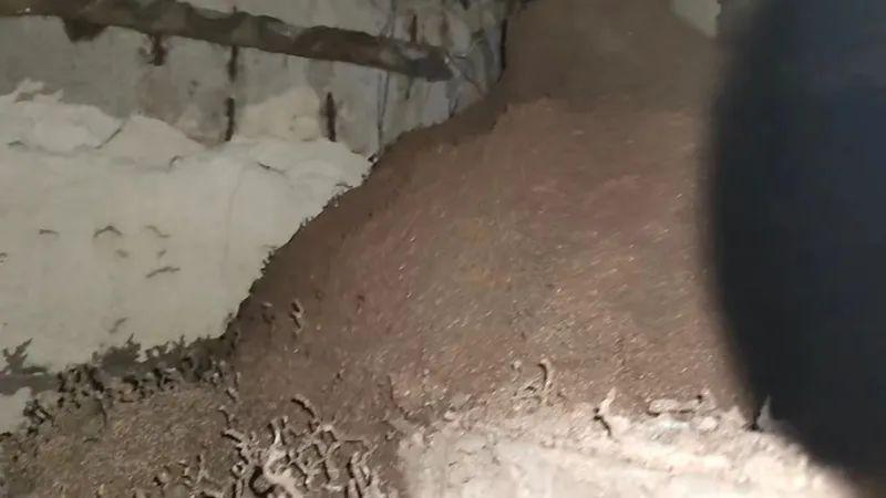 灭白蚁一年后又发现白蚁怎么办_白蚁灭完后怎么处理_白蚁灭了还会反复吗