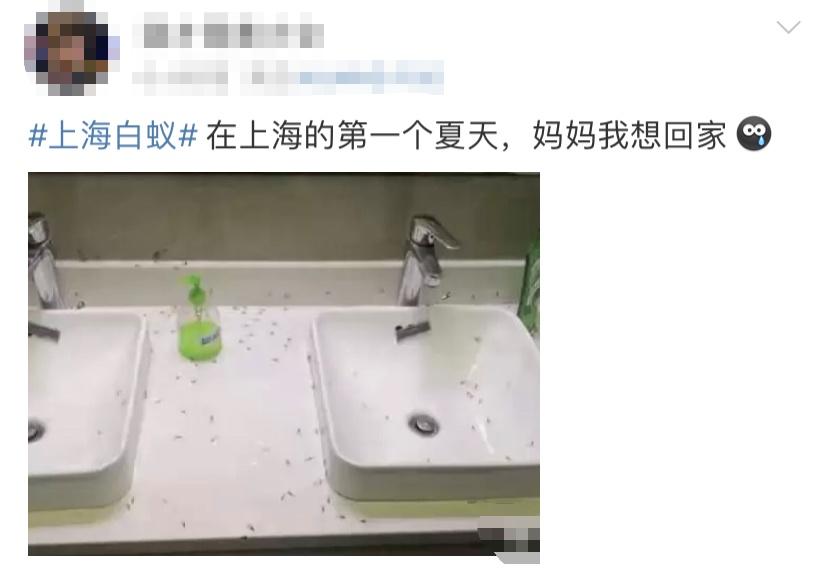 灭白蚁一年后又发现白蚁怎么办_白蚁灭了还会反复吗_白蚁灭完后怎么处理