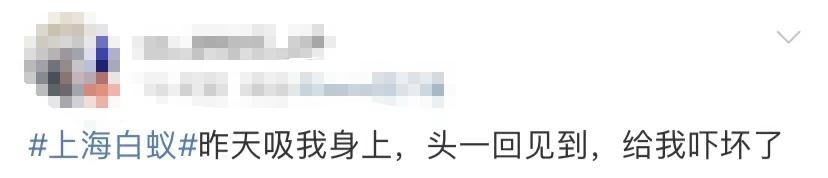 灭白蚁一年后又发现白蚁怎么办_白蚁灭了还会反复吗_白蚁灭完后怎么处理
