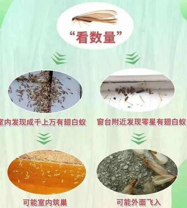 灭白蚁一年后又发现白蚁怎么办_白蚁灭完后怎么处理_白蚁灭了还会反复吗