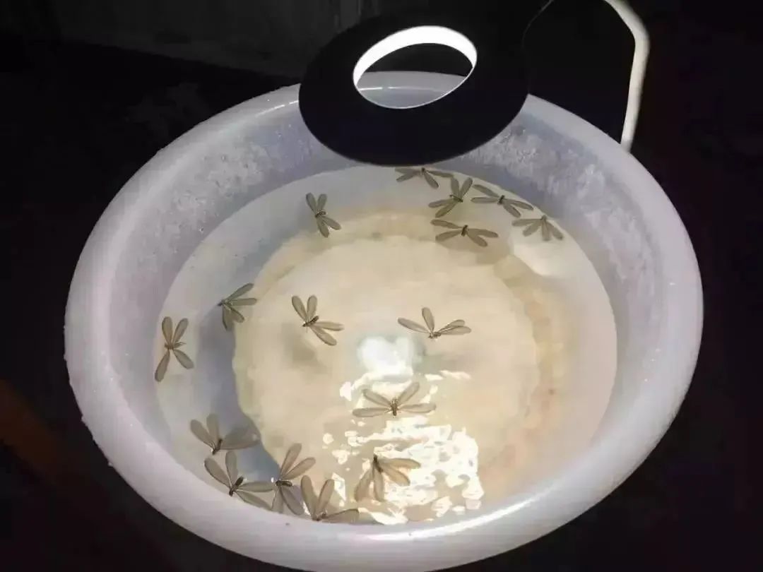 白蚁灭了还会反复吗_白蚁灭完后怎么处理_灭白蚁一年后又发现白蚁怎么办