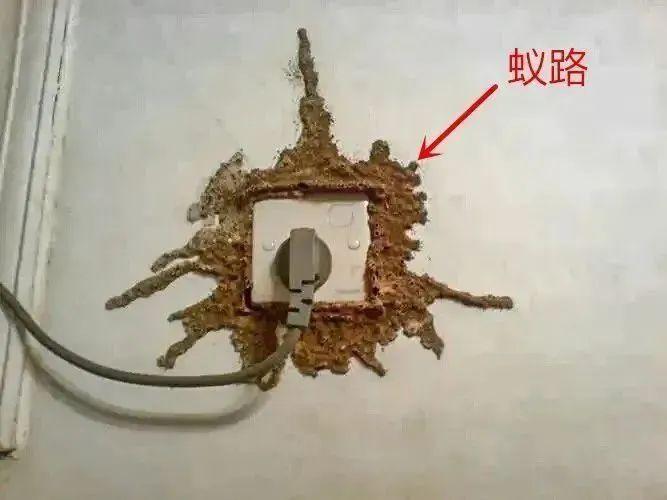 灭白蚁一年后又发现白蚁怎么办_白蚁灭了还会反复吗_白蚁灭完后怎么处理
