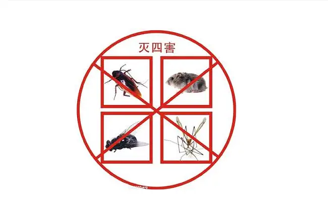 老鼠灭老鼠_灭老鼠绝招_灭老鼠的方法有哪些