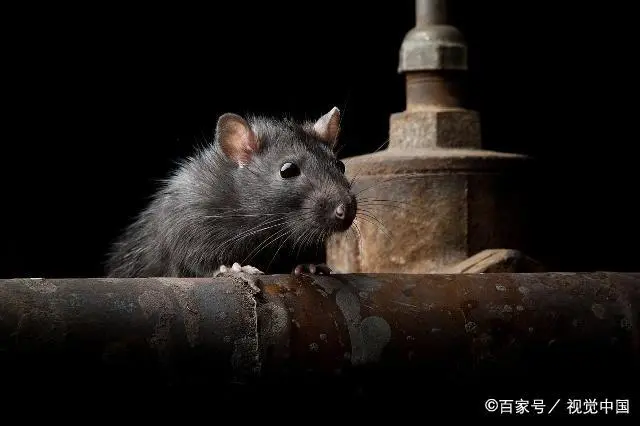 东莞灭老鼠臭虫蟑螂_灭老鼠公司_如何灭老鼠