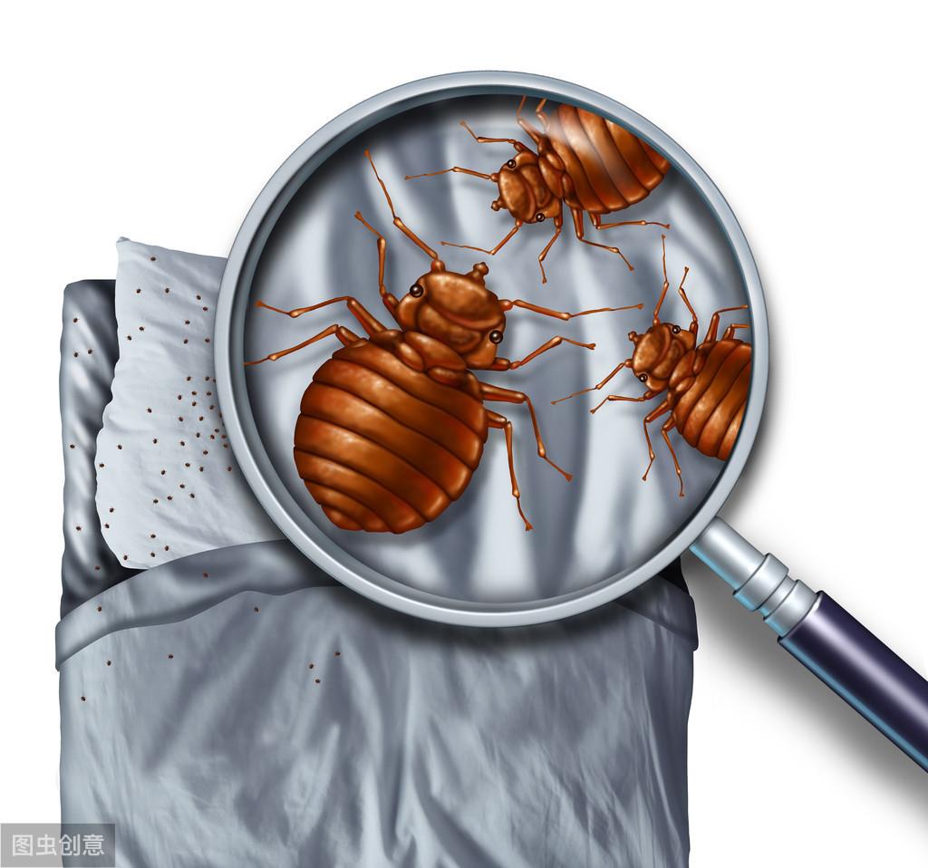 灭臭虫用什么药和什么办法_灭臭虫视频_杀臭虫视频