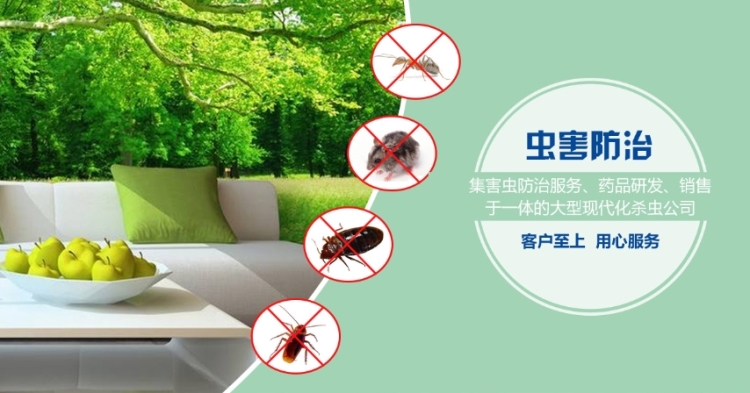 杭州灭老鼠_老鼠怕什么气味怎样才能灭老鼠_灭老鼠