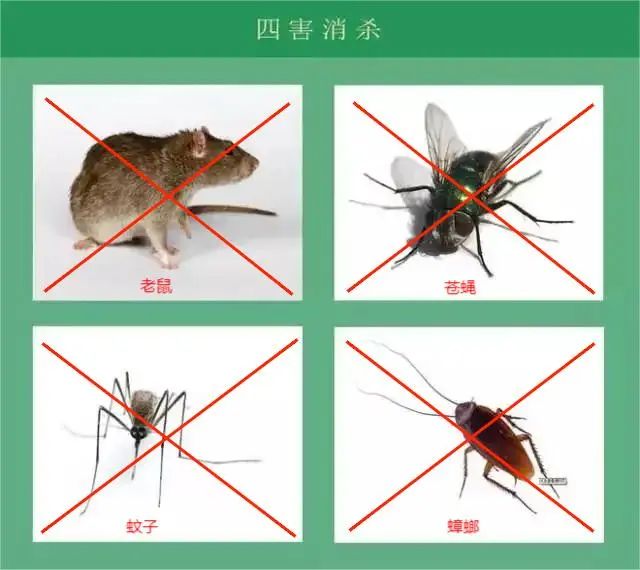 杀臭虫的药粉_灭臭虫药纸_杀虫剂臭虫