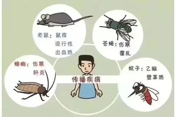 灭臭虫药纸_杀臭虫的药粉_杀虫剂臭虫