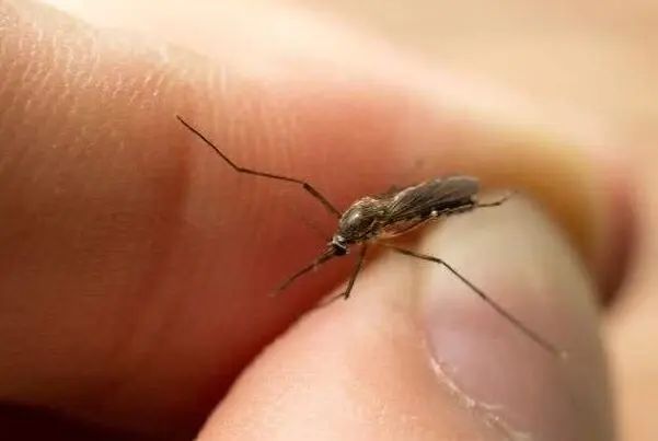 杀虫剂臭虫_杀臭虫的药粉_灭臭虫药纸