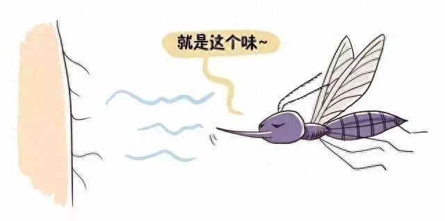 灭蚊子用什么好_请问灭蚊子好用的东西有哪些_最有效的灭蚊子神器