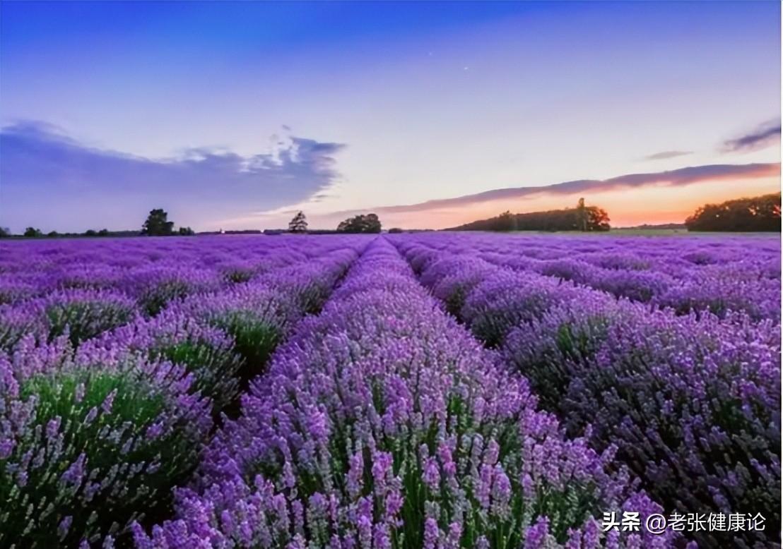 请问灭蚊子好用的东西有哪些_灭蚊子用什么好_最有效的灭蚊子神器
