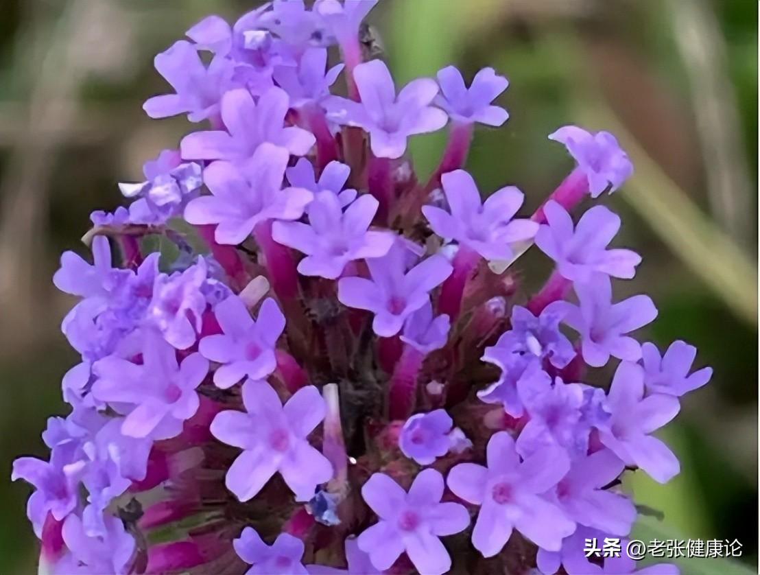 灭蚊子用什么好_最有效的灭蚊子神器_请问灭蚊子好用的东西有哪些