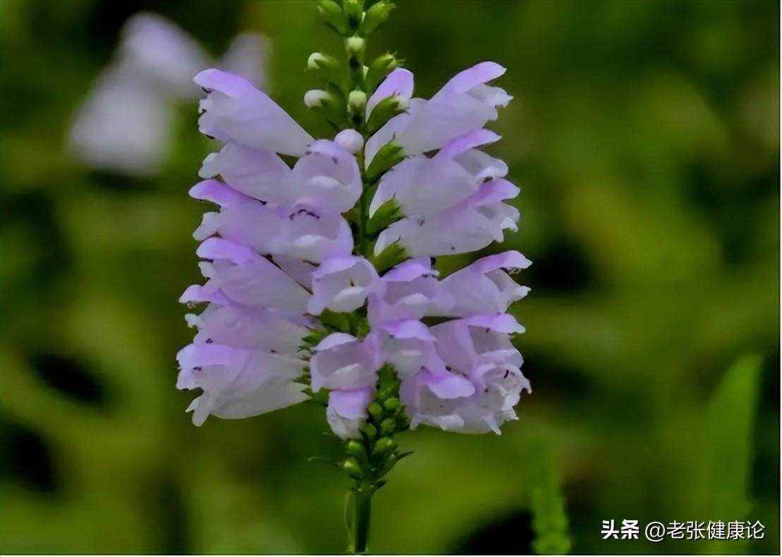 最有效的灭蚊子神器_请问灭蚊子好用的东西有哪些_灭蚊子用什么好