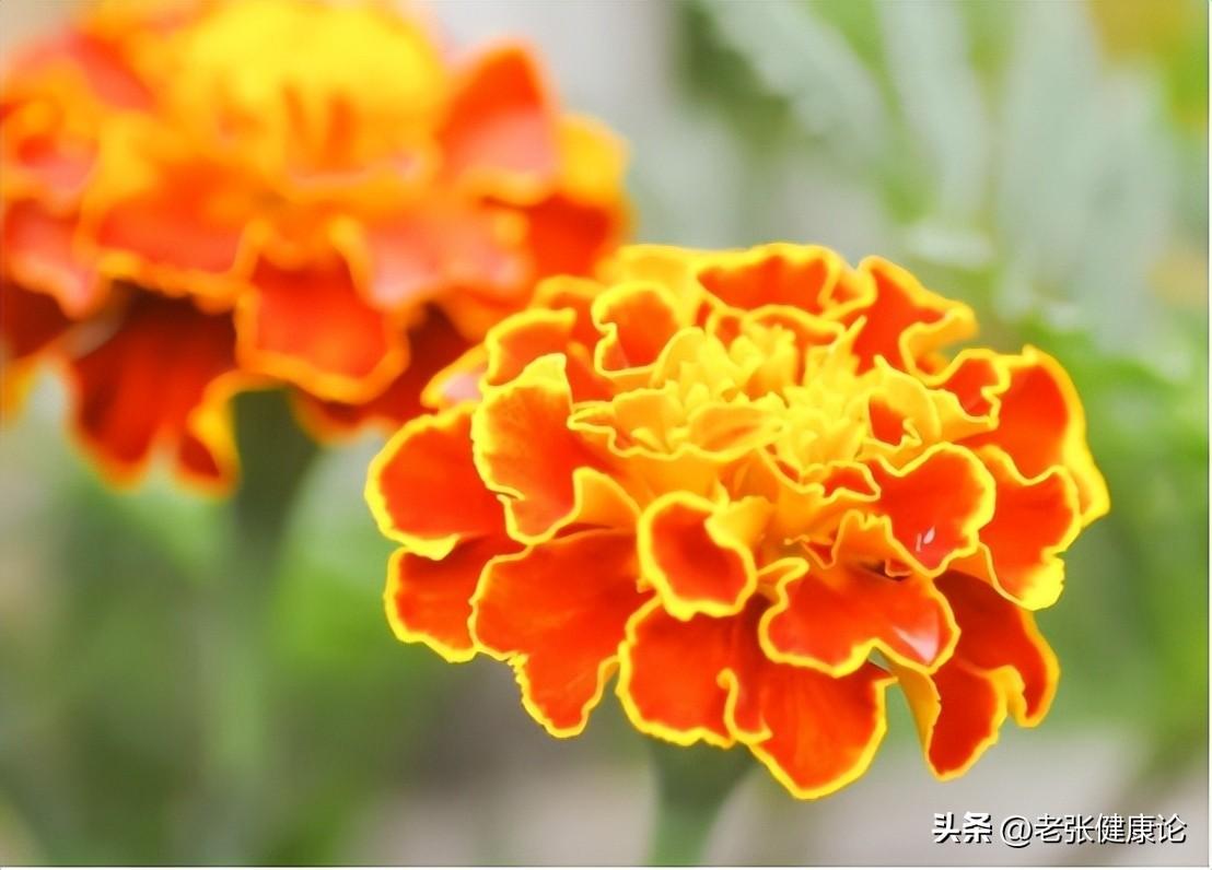 灭蚊子用什么好_请问灭蚊子好用的东西有哪些_最有效的灭蚊子神器