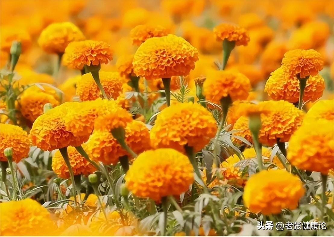 最有效的灭蚊子神器_请问灭蚊子好用的东西有哪些_灭蚊子用什么好