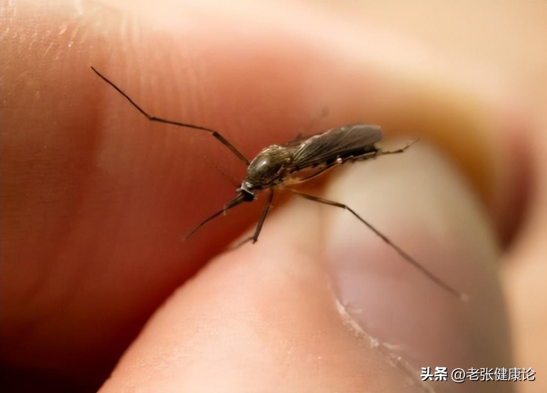 灭蚊子用什么好_请问灭蚊子好用的东西有哪些_最有效的灭蚊子神器
