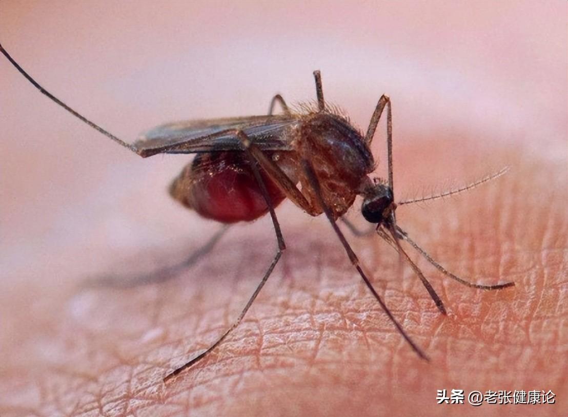 最有效的灭蚊子神器_灭蚊子用什么好_请问灭蚊子好用的东西有哪些