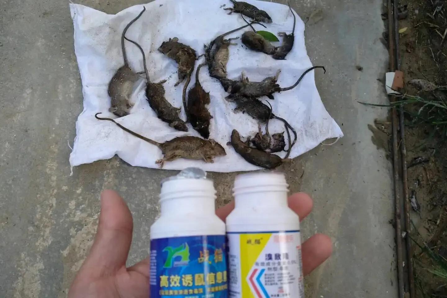 灭老鼠的杀虫剂_灭老鼠的药特效药_灭老鼠药