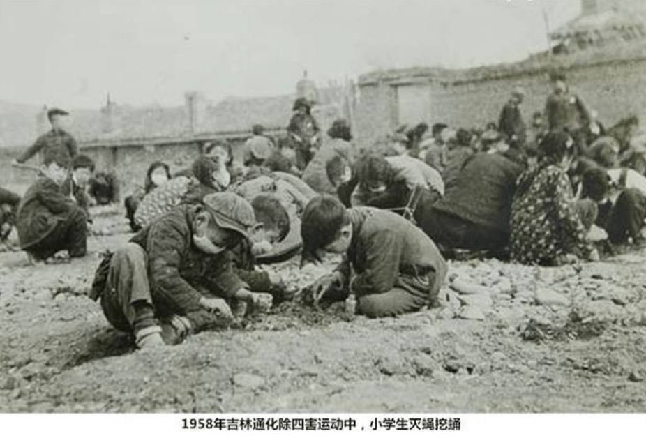 老鼠药灭鼠效果_灭老鼠的药_灭老鼠药