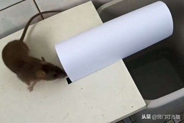 灭老鼠的杀虫剂_灭老鼠药_灭老鼠的药特效药