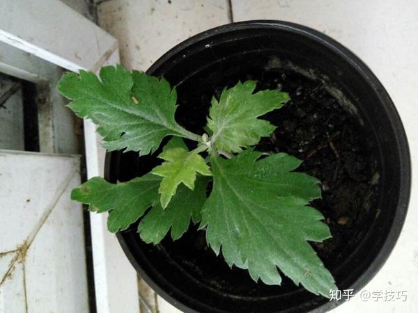 灭蚊子妙方_灭蚊子最好的方法_灭蚊子技巧