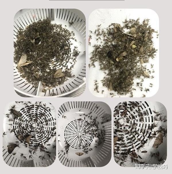 灭蚊子技巧_灭蚊子妙方_灭蚊子最好的方法