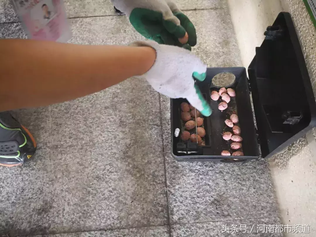 灭老鼠的杀虫剂_灭老鼠的药特效药_灭老鼠药