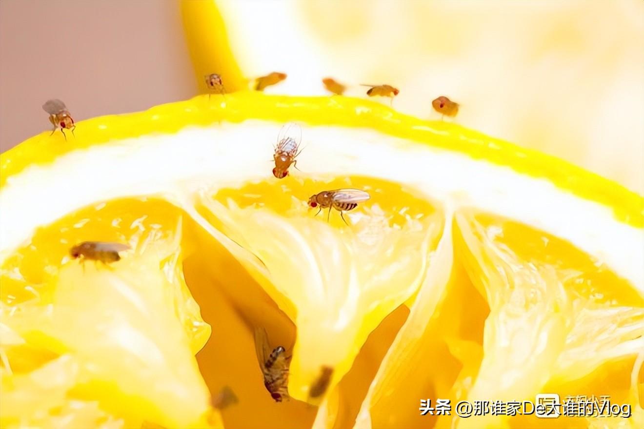 灭苍蝇方法_苍蝇怎样灭_苍蝇消灭苍蝇最好的办法