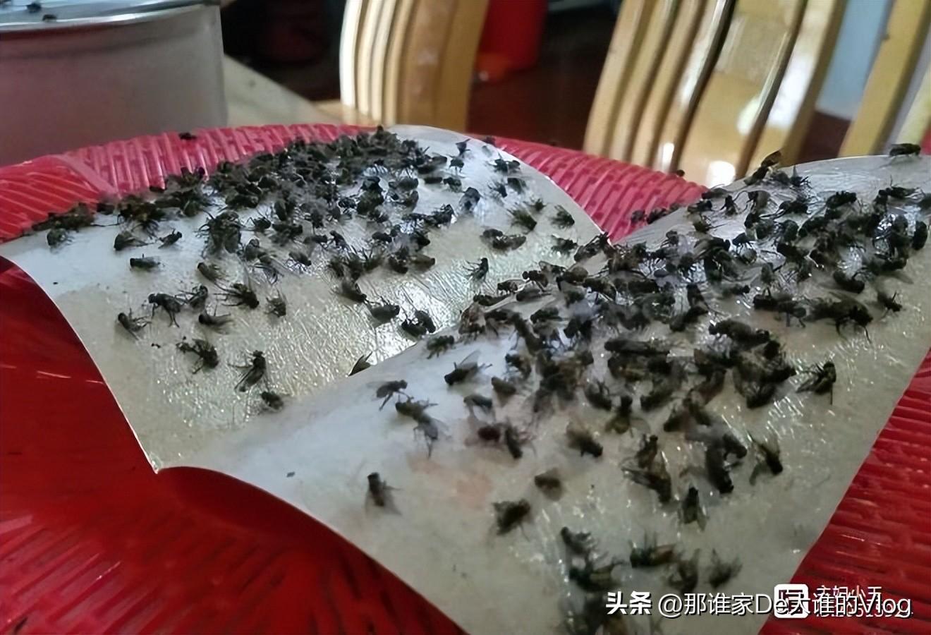 苍蝇怎样灭_苍蝇消灭苍蝇最好的办法_灭苍蝇方法