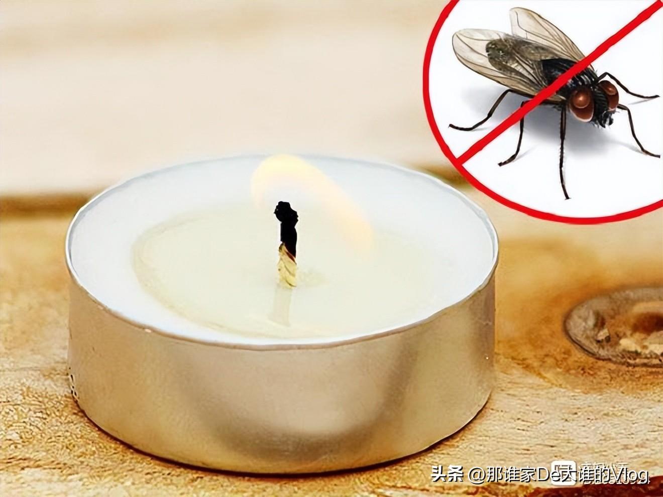 苍蝇怎样灭_灭苍蝇方法_苍蝇消灭苍蝇最好的办法