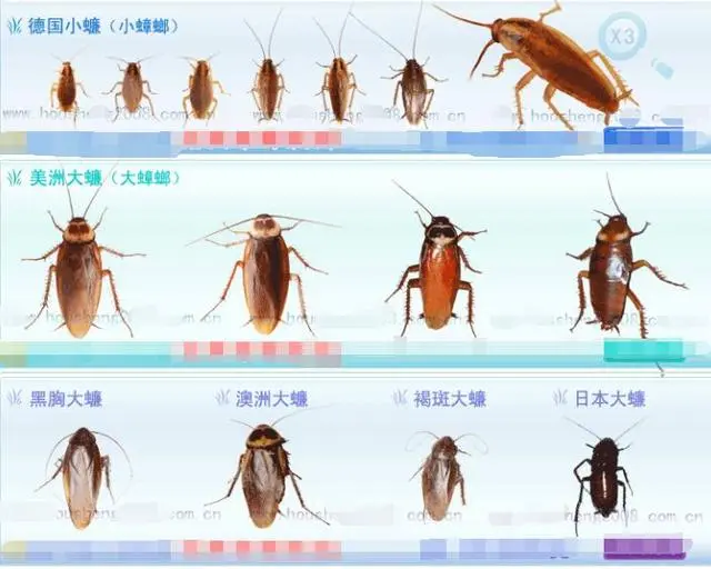 蟑螂如何灭_蟑螂怎样杀灭_灭蟑螂最好办法