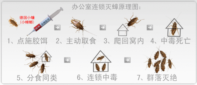 蟑螂如何灭_灭蟑螂最好办法_蟑螂怎样杀灭