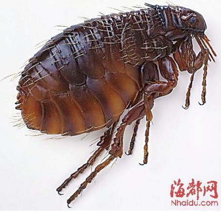 能用在室内的杀灭跳骚的药_室内灭跳蚤的特效药_室外灭跳蚤