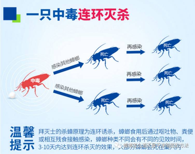 蟑螂如何消灭干净_蟑螂怎么消灭最干净彻底的方法_蟑螂消灭干净彻底方法有哪些