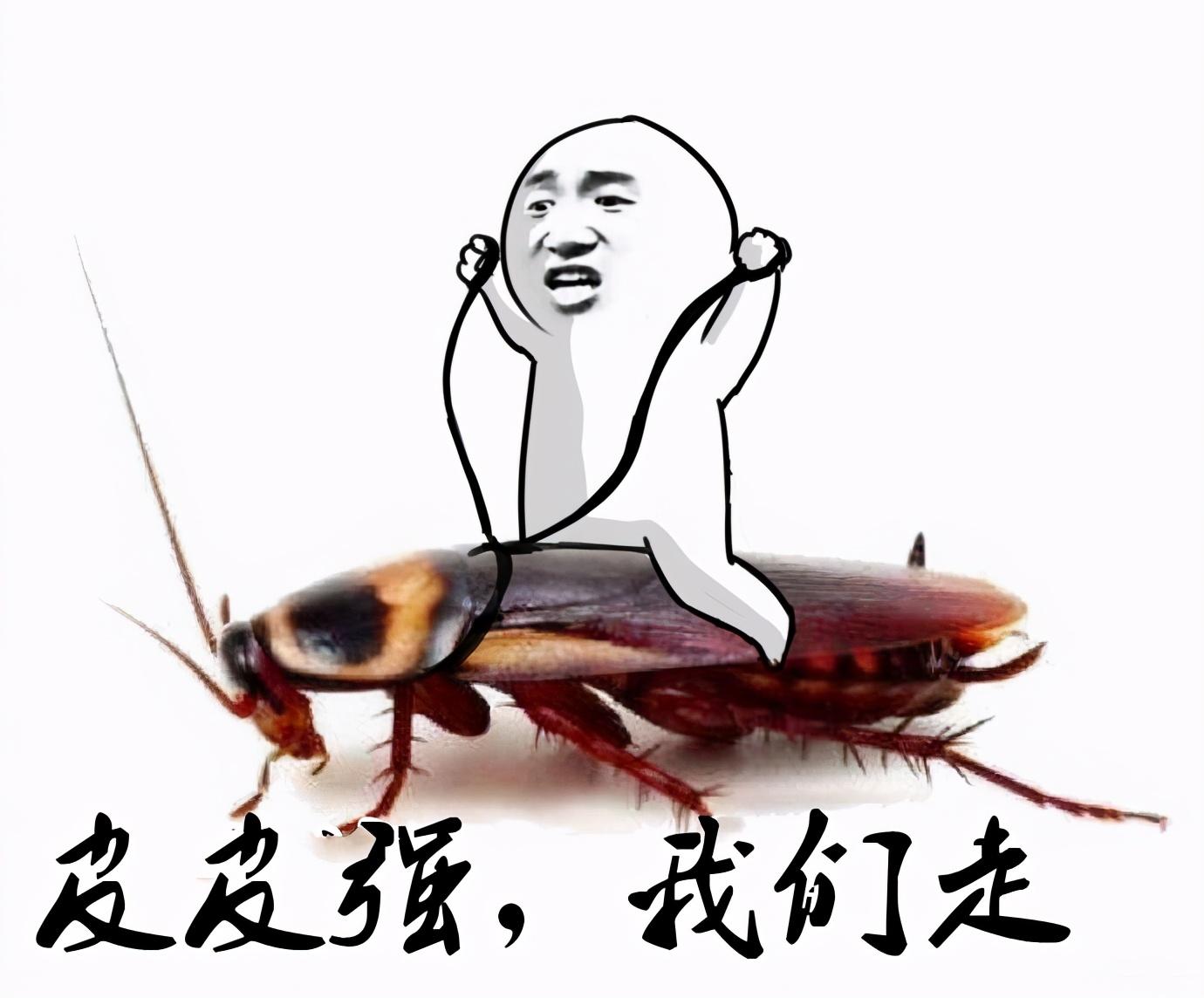 灭蟑螂土方法_灭蟑螂最好土办法_蟑螂用什么土办法可以消灭掉