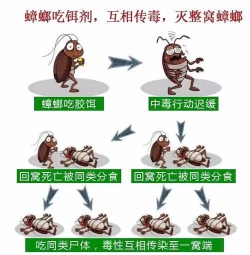 蟑螂消灭干净彻底方法视频_蟑螂怎么消灭最干净彻底的方法_蟑螂如何消灭干净