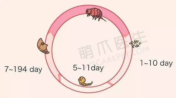 杀跳蚤用什么药最快又能除根_杀跳蚤_杀跳蚤的药