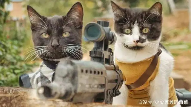 跳蚤的卵_跳蚤的卵_跳蚤的卵