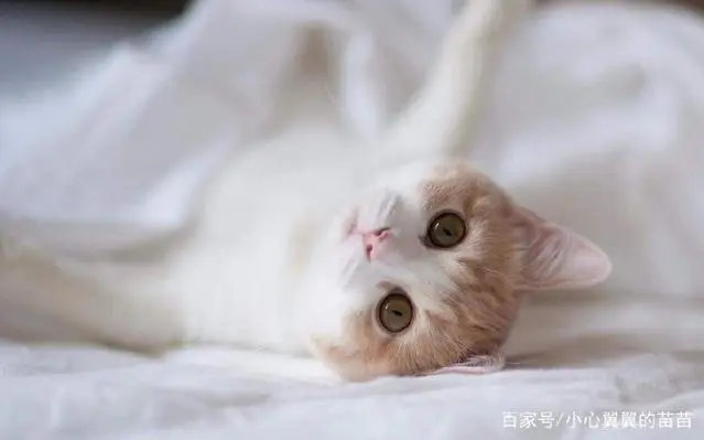 跳蚤的卵_跳蚤的卵_跳蚤的卵