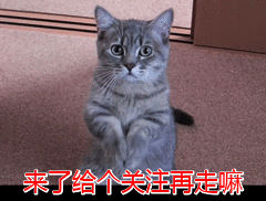 杀跳蚤用什么药效果最好_杀跳蚤用什么药最快又能除根_杀跳蚤
